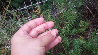 20160527182710145.jpg
